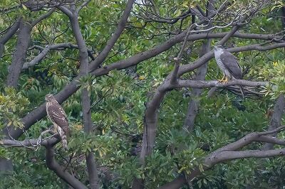 DSC_0440-2-DeNoiseAI-standard