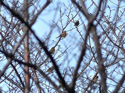 アトリー自然生態園ー190120ー青木 (4)
