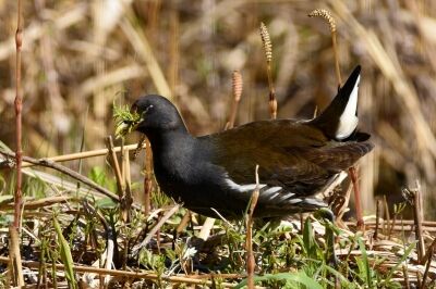 バン_20200320_東淡水池