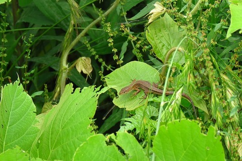 20180526_カナヘビ