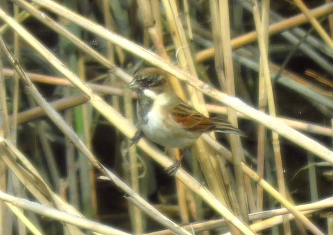 オオジュリンー180322－潮入りの池