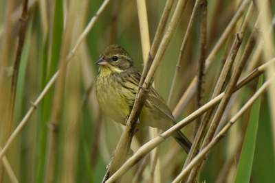 アオジ_240421_東京港野鳥公園_3号観察小屋_レンジャー青木撮影