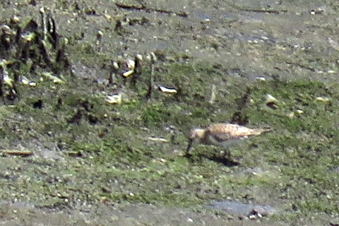 トウネンー1821-潮入りの池 (3)_trim