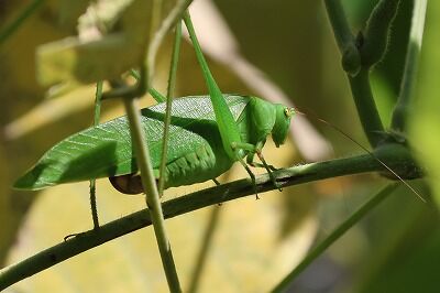 里管巻擬0P4A2722鳥