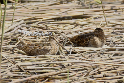 タシギ_240420_東京港野鳥公園_公財日本野鳥の会_レンジャー青木撮影