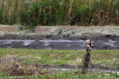 ノスリ_201027_東京港野鳥公園_恩田幸昌_MG_5876_trim