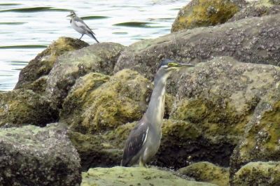 ササゴイ_190821_前浜