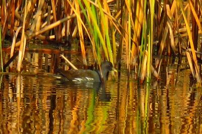 バン_191218_東淡水池