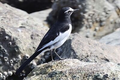 セグロセキレイIMG_0938（トリミング）