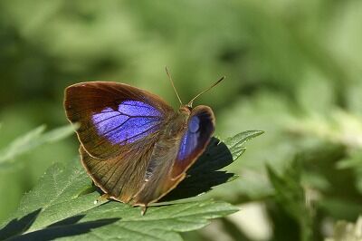 ムラサキツバメ_20201122_東京港野鳥公園_レンジャー撮影2