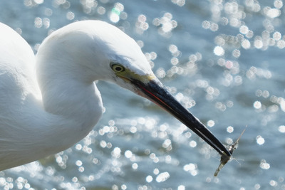 コサギ_240723_東京港野鳥公園_前浜干潟_公財日本野鳥の会_レンジャー青木撮影2