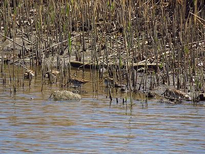 タシギー190324－東淡水池