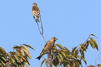 河原鶸0P4A7988鳥