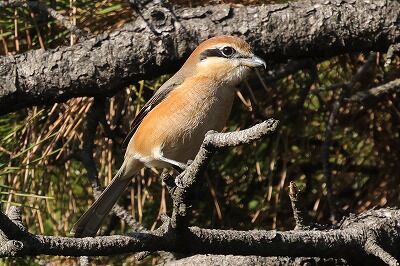 百舌鳥0P4A3113鳥