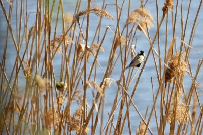 シジュウカラ_240224_東京港野鳥公園_恩田幸昌_IMG_0388_trim