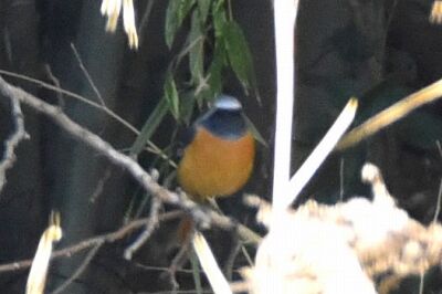 ジョウビタキ_191227_4号観察小屋