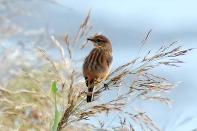 ノビタキ_241027_東京港野鳥公園_潮入りの池_公財日本野鳥の会_レンジャー青木撮影