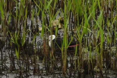 セイタカシギ_20200619_東京港野鳥公園_レンジャー撮影