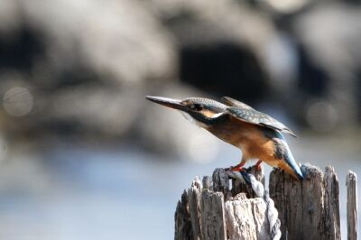 カワセミ_221027_東京港野鳥公園_恩田幸昌_MG_4791_trim