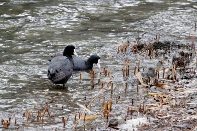 オオバン_230215_東京港野鳥公園_恩田幸昌_MG_7359_trim