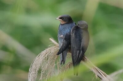 燕幼鳥0P4A5097鳥