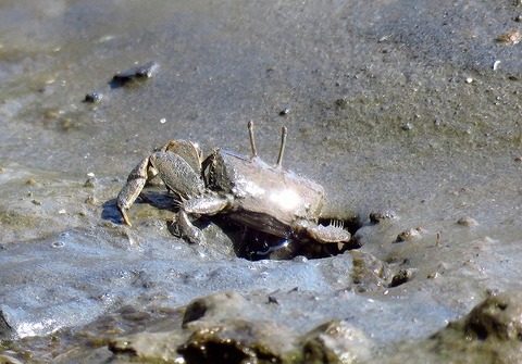 ヤマトオサガニー180331－潮入りの池