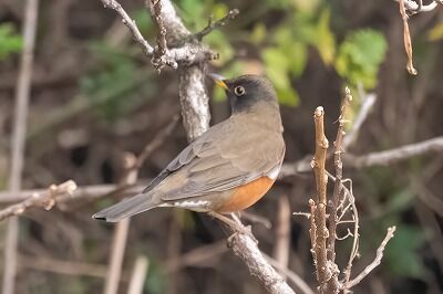 DSC_7760-DeNoiseAI-standard