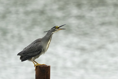 ササゴイ_240625_東京港野鳥公園_公財日本野鳥の会_レンジャー青木撮影2