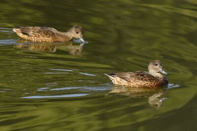 ヨシガモ_20201126_東京港野鳥公園_レンジャー撮影