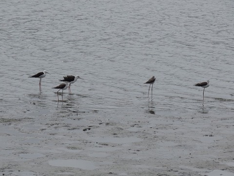 180824_セイタカシギ_潮入り (2)