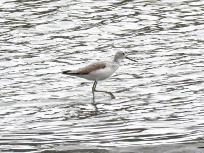 アオアシシギー191221-潮入りの池