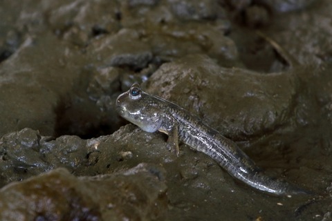トビハゼ_180524_東京港野鳥公園_恩田撮影_MG_9897_trim