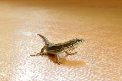 カナヘビ_190622_ネイチャーセンター