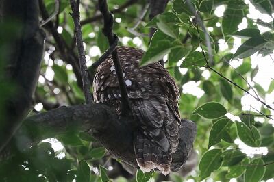 フクロウ_20201210_自然生態園(旧観察小屋付近)_中村R撮影