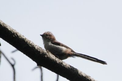 エナガ_230525_東京港野鳥公園_恩田幸昌_MG_1064_trim