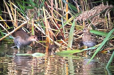 バン_タシギ_231025_東京港野鳥公園_恩田幸昌_IMG_1558_trim