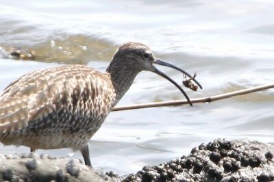 チュウシャクシギ_230521_東京港野鳥公園_恩田幸昌_MG_0816_trim