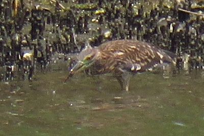 ゴイサギ幼鳥_190724_潮入りの池