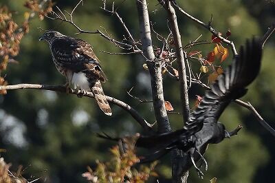 蒼鷹IMG_9750鳥