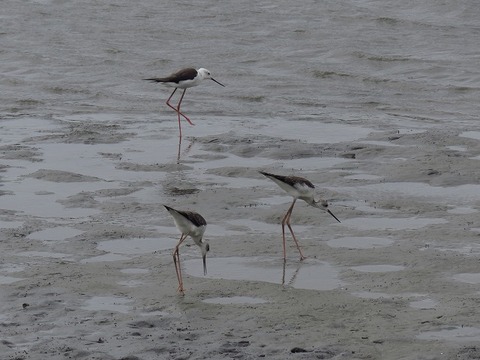 180824_セイタカシギ_潮入り