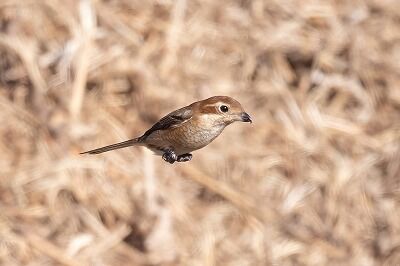 DSC_3103-DeNoiseAI-standard