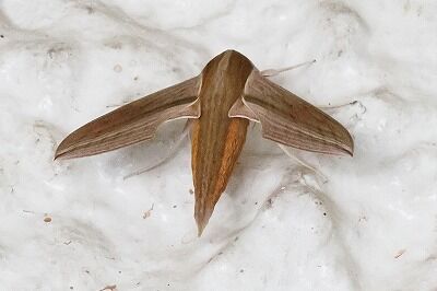 黄色雀0P4A8424鳥