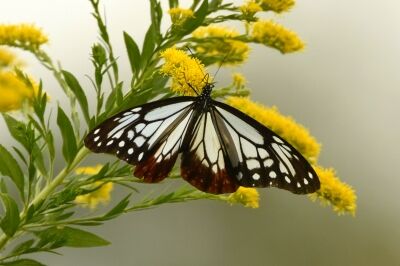 アサギマダラ_20201022 ＿東京港野鳥公園レンジャー