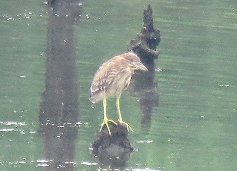 ゴイサギー180623-潮入りの池ー幼鳥
