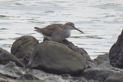 キアシシギー190621-潮入りの池