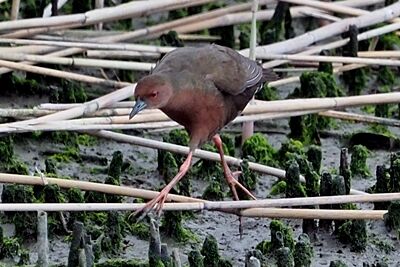 _250422_東京港野鳥公園_ _川島撮影-192