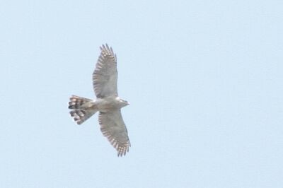オオタカ_230620_東京港野鳥公園_恩田幸昌_MG_2704_trim