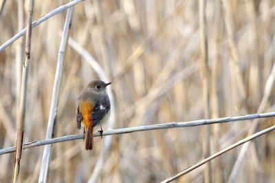 ジョウビタキ_220125_東京港野鳥公園_恩田幸昌_MG_0466_trim