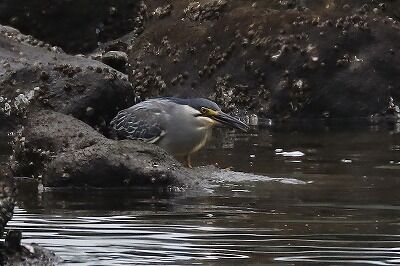 笹五位IMG_3662鳥
