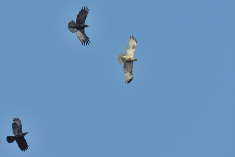 ノスリとハシブトガラス